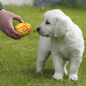 Squeaker TOY for Puppy Small Pet Dogs