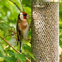 great tit feeders