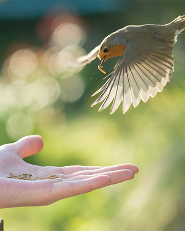 mealworm