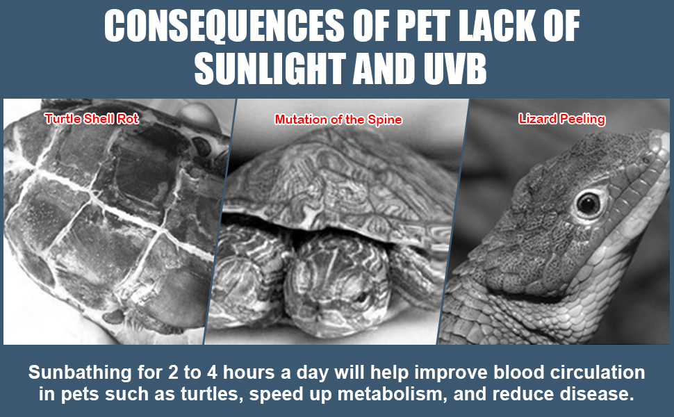 CONSEQUENCES OF PET LACK OF SUNLIGHT AND UVB