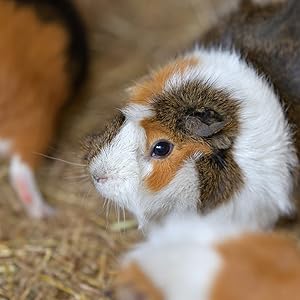 A cosy guinea pig enjoying the extra soft and delicious barley straw bedding from Extra Select. 