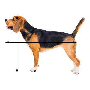 dog size