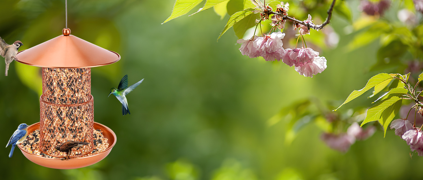 Bird Seed Feeder