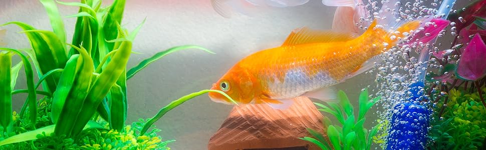 Goldfish A+ Content Title